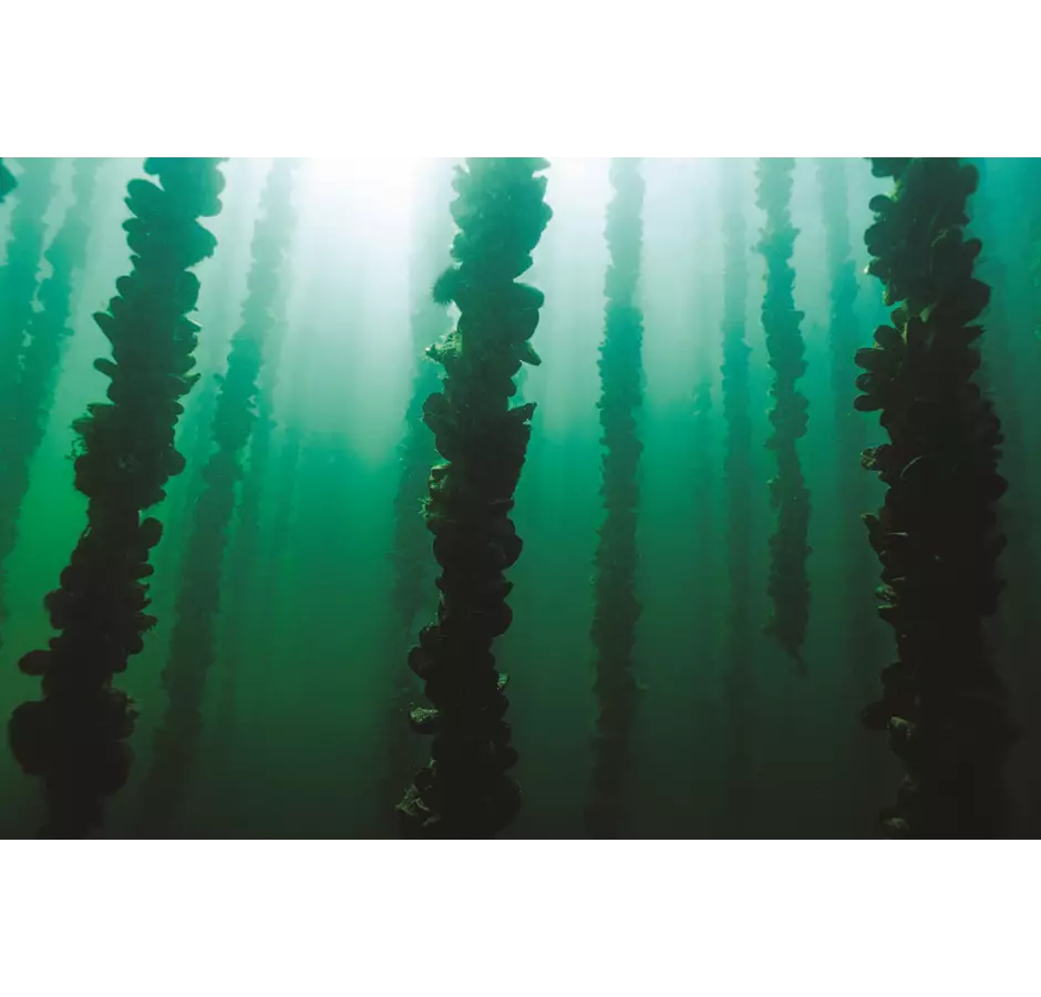 Aroma Marine Mussels Underwater