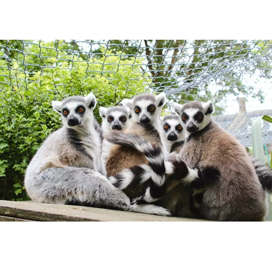 Lemurs Willowbank Wildlife Reserve