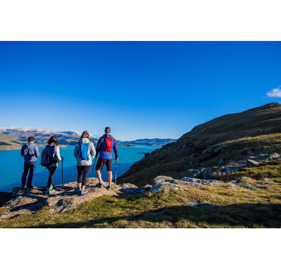 Crater Rim Walks Walkers Looking Over Lyttelton Harbour