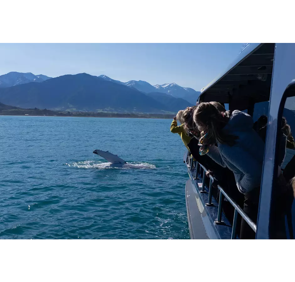 Kaikoura Whale Watch Spectators