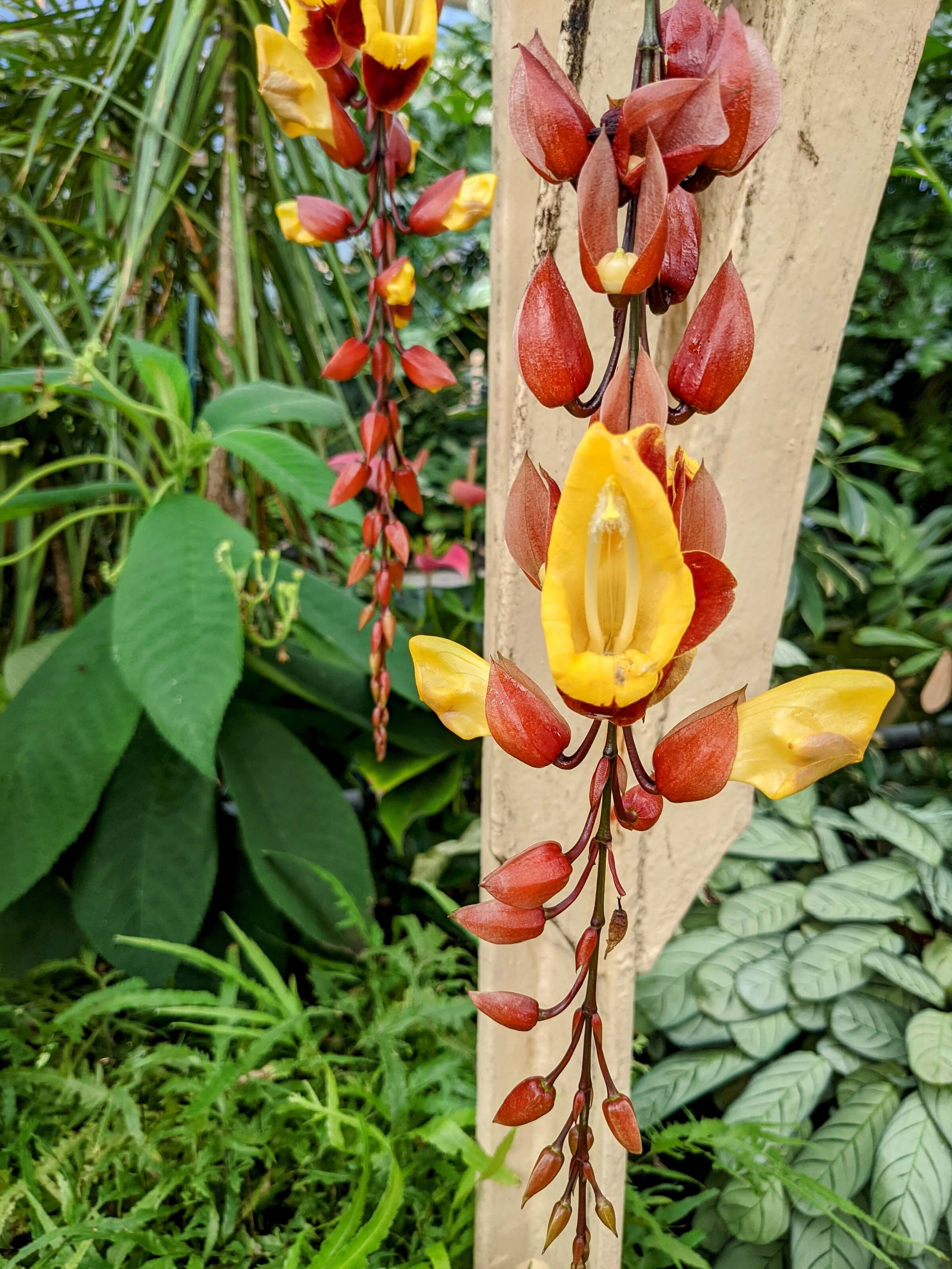 Cuningham plant house yellow flower with green leaves in the background