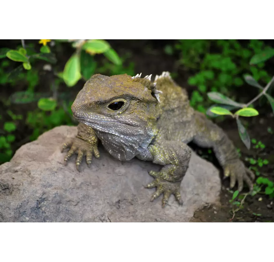 Willowbank Tuatara