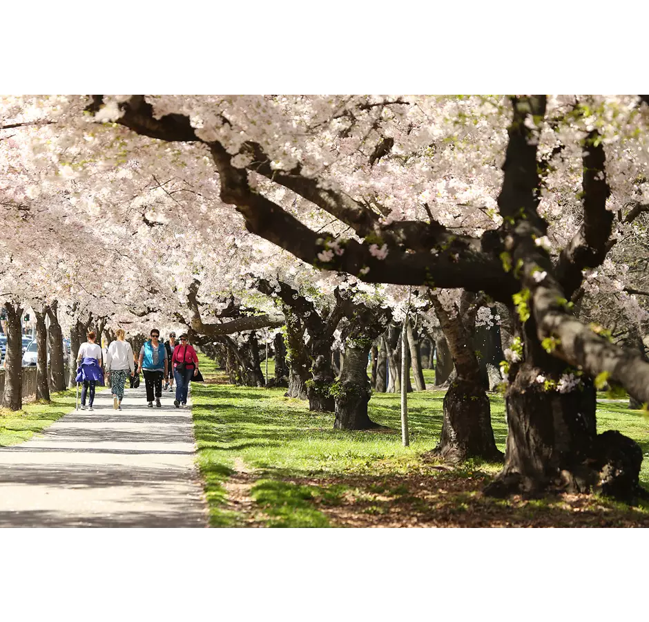 Walkers in Spring at Hagley Park Christchurch