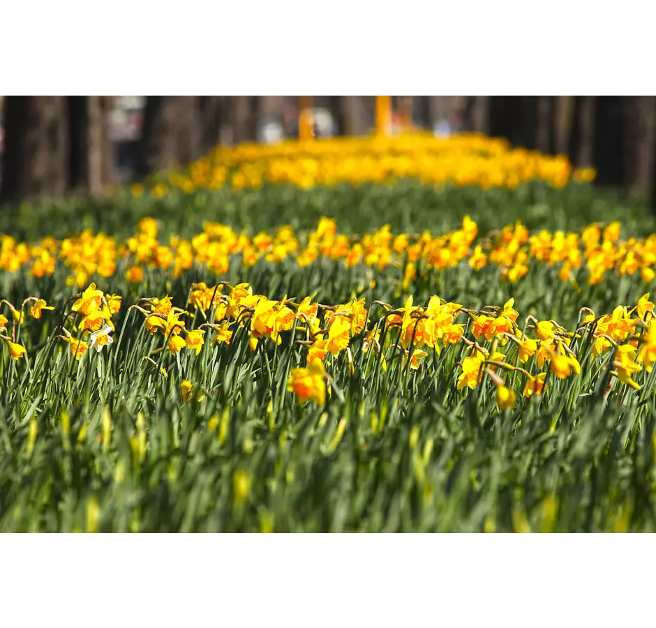 Christchurch Daffodil Field Spring