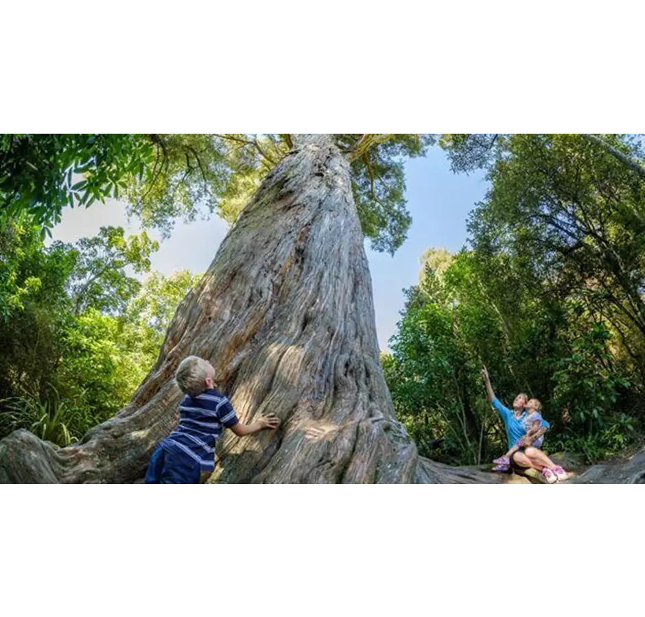 South Canterbury Peel Forest Large Tree