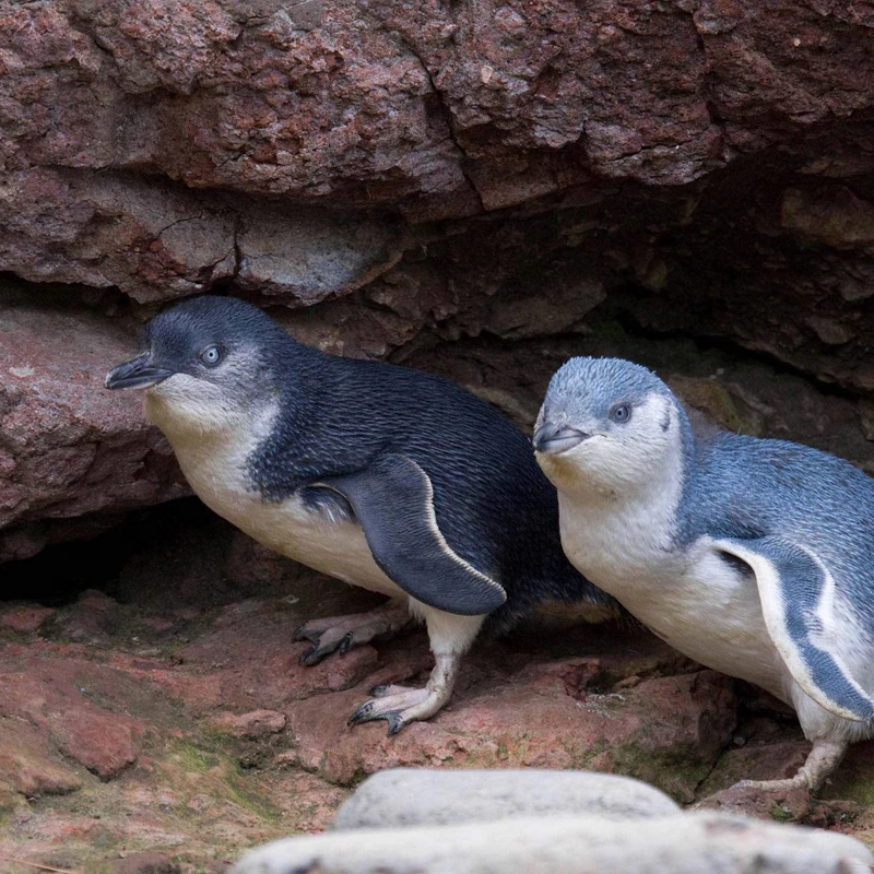 Pohatu Penguins