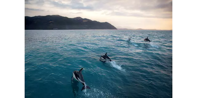 Dolphins in Kaikoura