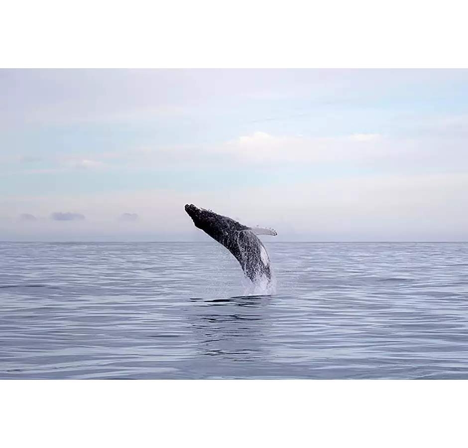 Kaikoura Whale out of Water