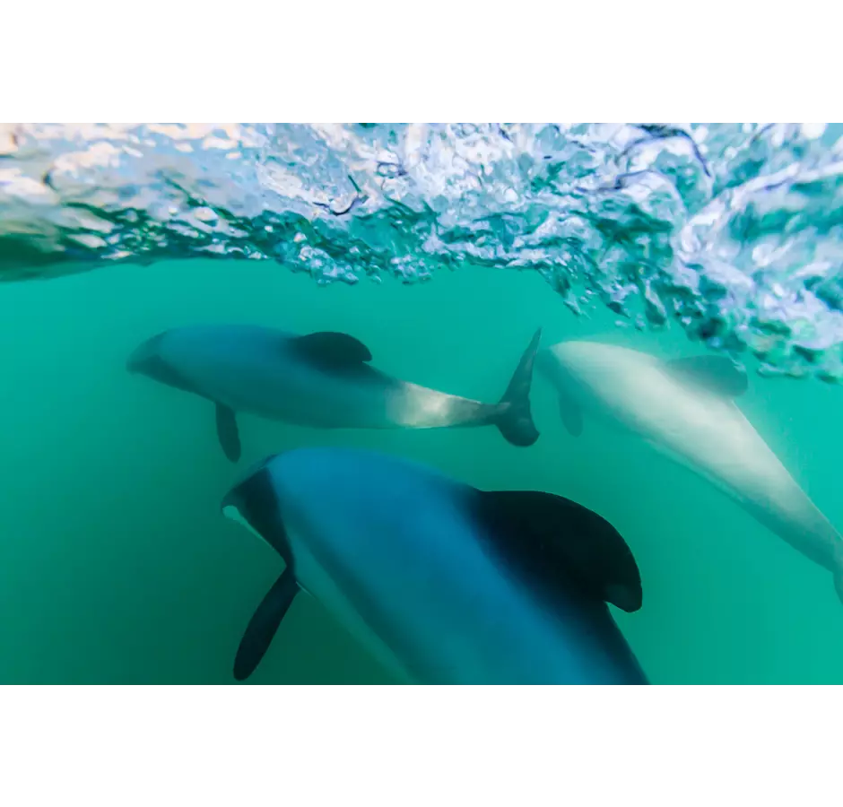 Hector's Dolphins in Akaroa Harbour